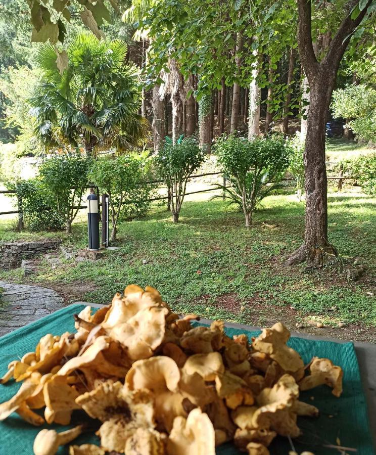 Borzonasca Il Bosco Di Campo Marzano Studios מראה חיצוני תמונה